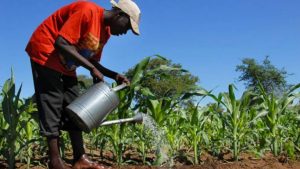Du champ à l&rsquo;assiette : La GFAC 2026 accélère la révolution agricole du Congo