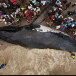 Le calvaire de la baleine de Muanda interpelle la RDC